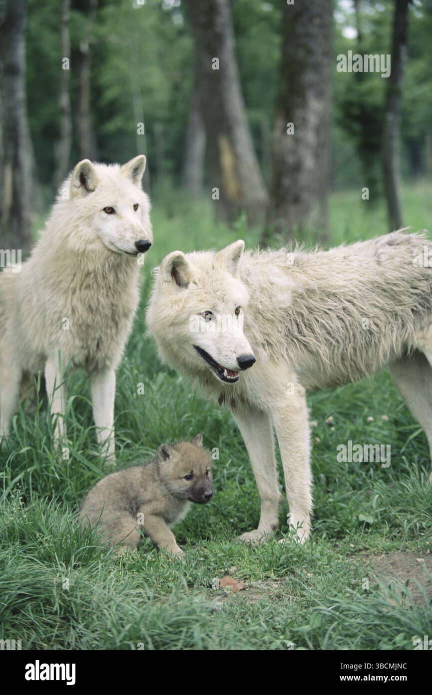 Lupi grigi (Canis lupus), coppia con giovani, di 1 mese Foto Stock