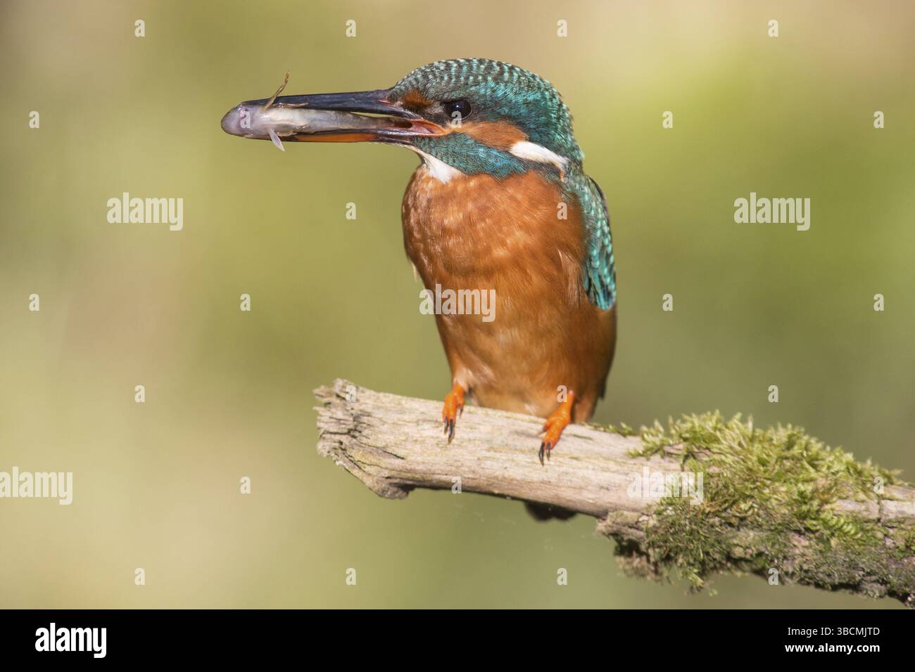 Kingfisher con un pesce Foto Stock