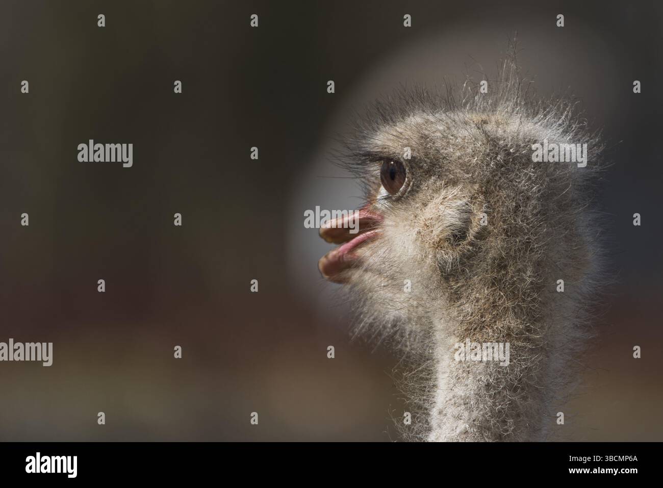 Africa, africa, afrikanischer strauss, animale, aviario, bar, becco, grande, uccello, nero, blu, camelus, cattività, ost comune, conservazione, deserto, eilat Foto Stock