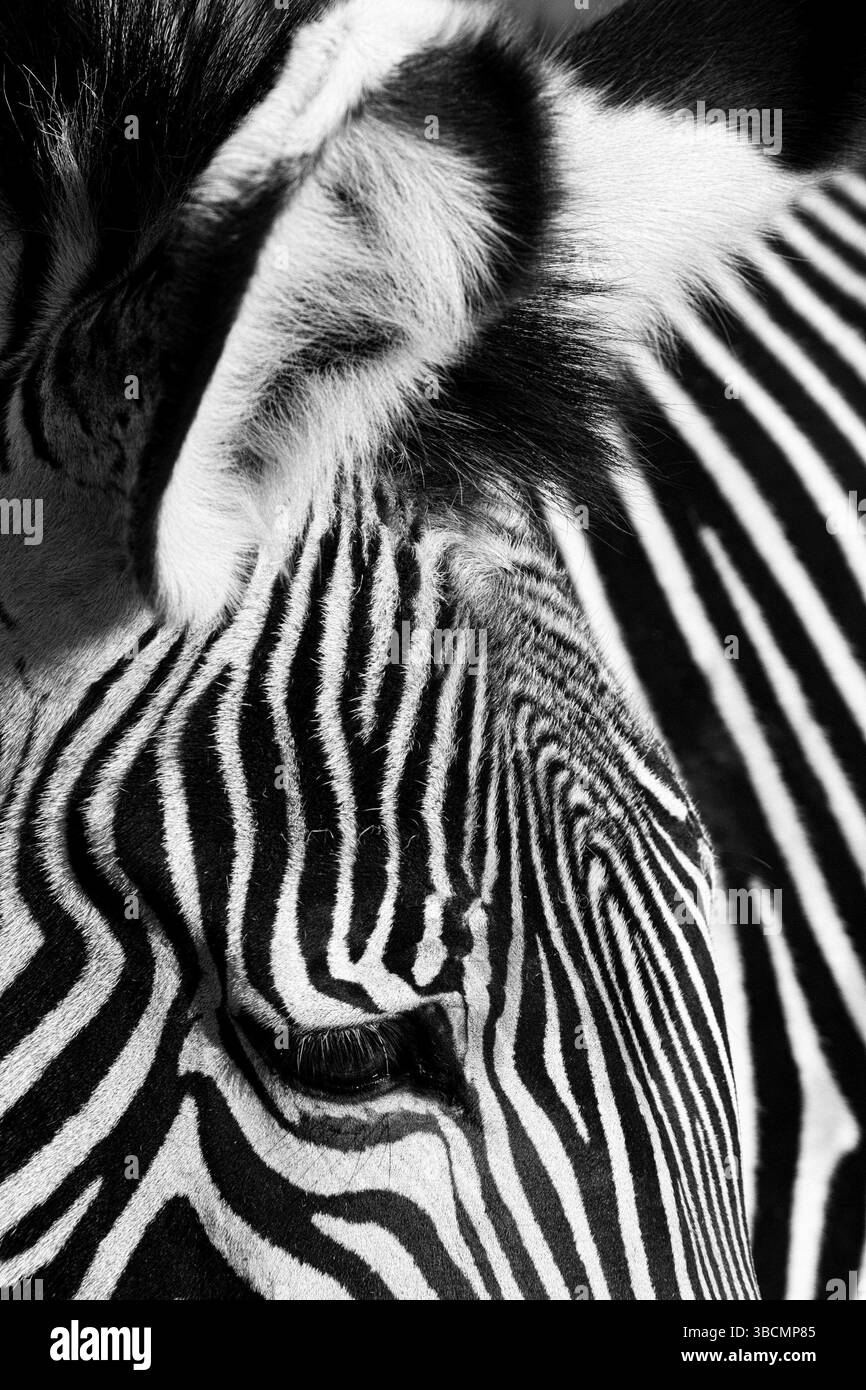 Zebra Foto Stock