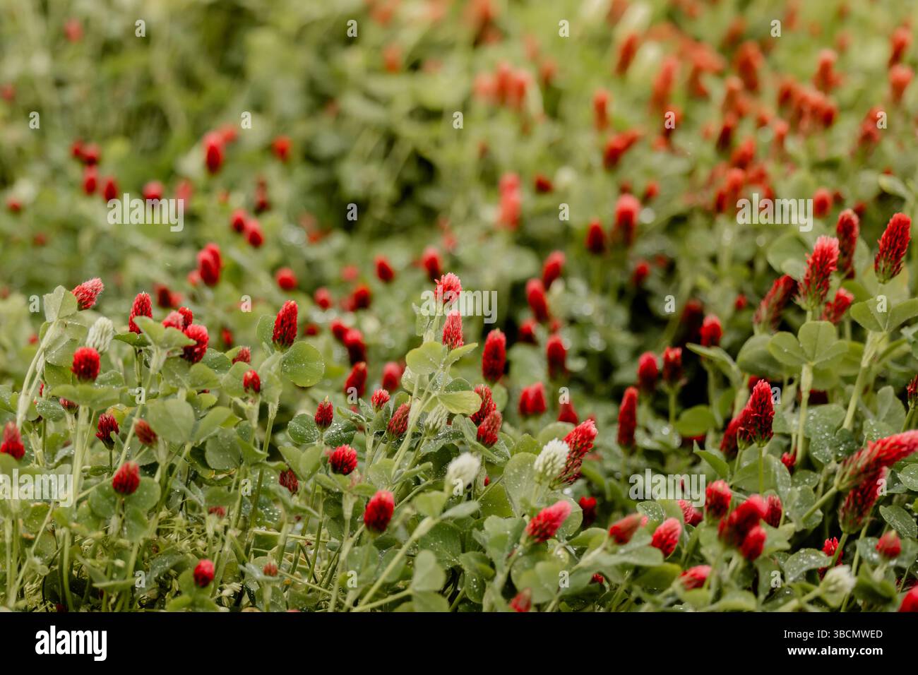 red-cremson-clover-cover-crop-garden-agriculture-soil-health-conservation-practice-michigan-usa-piovosità-red-weining-clover-thick-clover Foto Stock