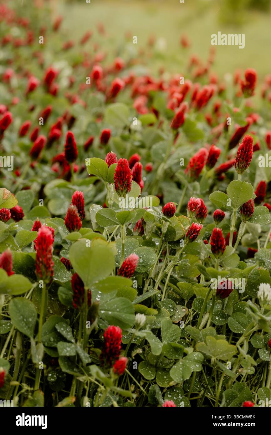 red-cremson-clover-cover-crop-garden-agriculture-soil-health-conservation-practice-michigan-usa-piovosità-red-weining-clover-thick-clover Foto Stock