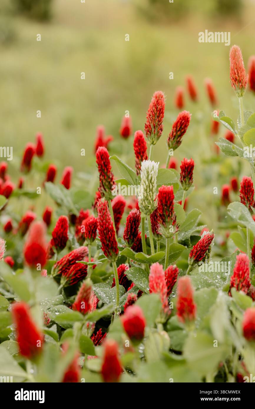 red-cremson-clover-cover-crop-garden-agriculture-soil-health-conservation-practice-michigan-usa-piovosità-red-weining-clover-thick-clover Foto Stock