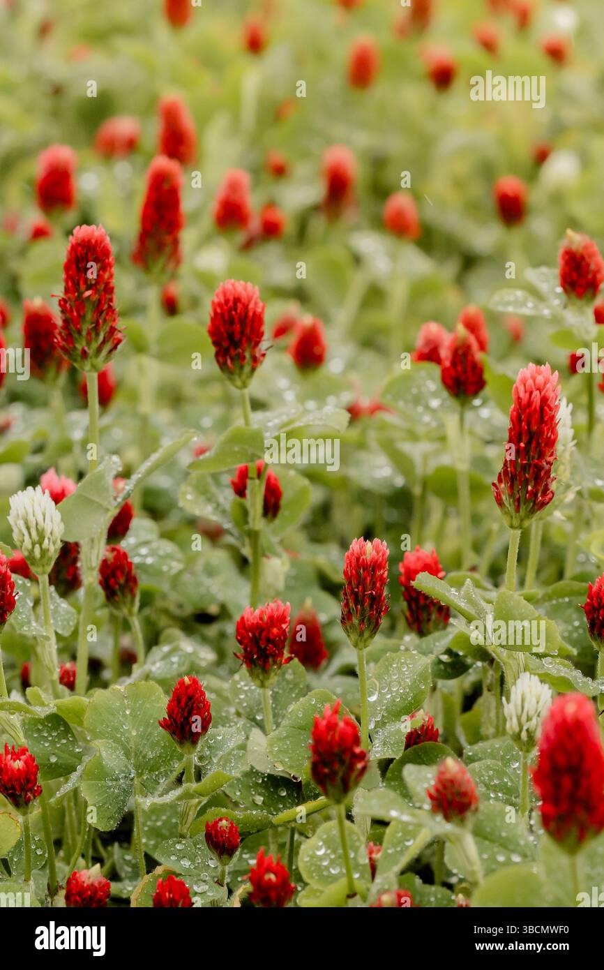 red-cremson-clover-cover-crop-garden-agriculture-soil-health-conservation-practice-michigan-usa-piovosità-red-weining-clover-thick-clover Foto Stock