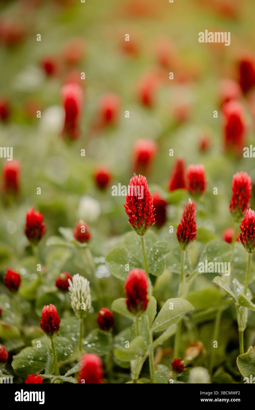 red-cremson-clover-cover-crop-garden-agriculture-soil-health-conservation-practice-michigan-usa-piovosità-red-weining-clover-thick-clover Foto Stock