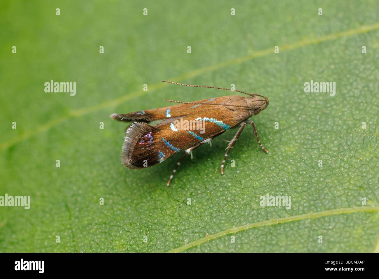 Dea tragica (Strobisia proserpinella) Foto Stock
