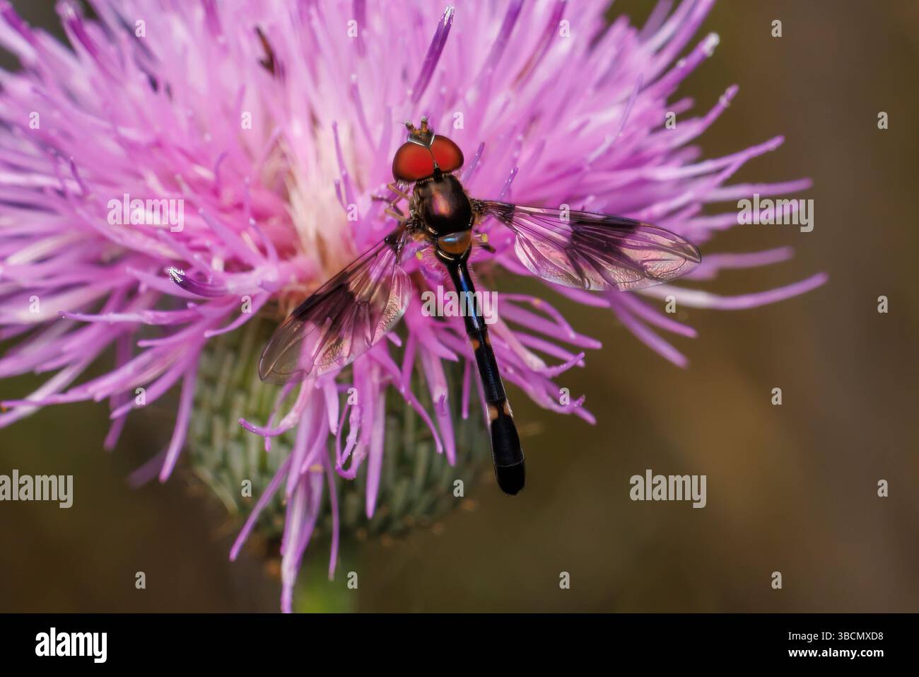 Banda orientale - volo alato (Hypocritanus fascipennis) - maschio Foto Stock