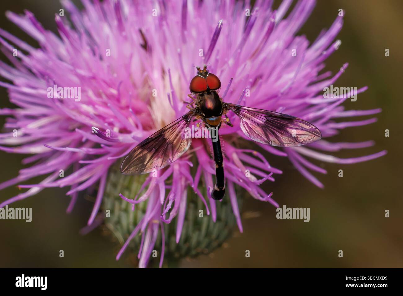 Banda orientale - volo alato (Hypocritanus fascipennis) - maschio Foto Stock