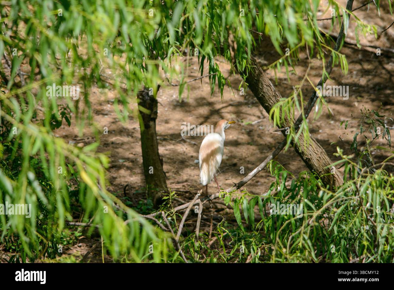Water Bird Rookery Foto Stock