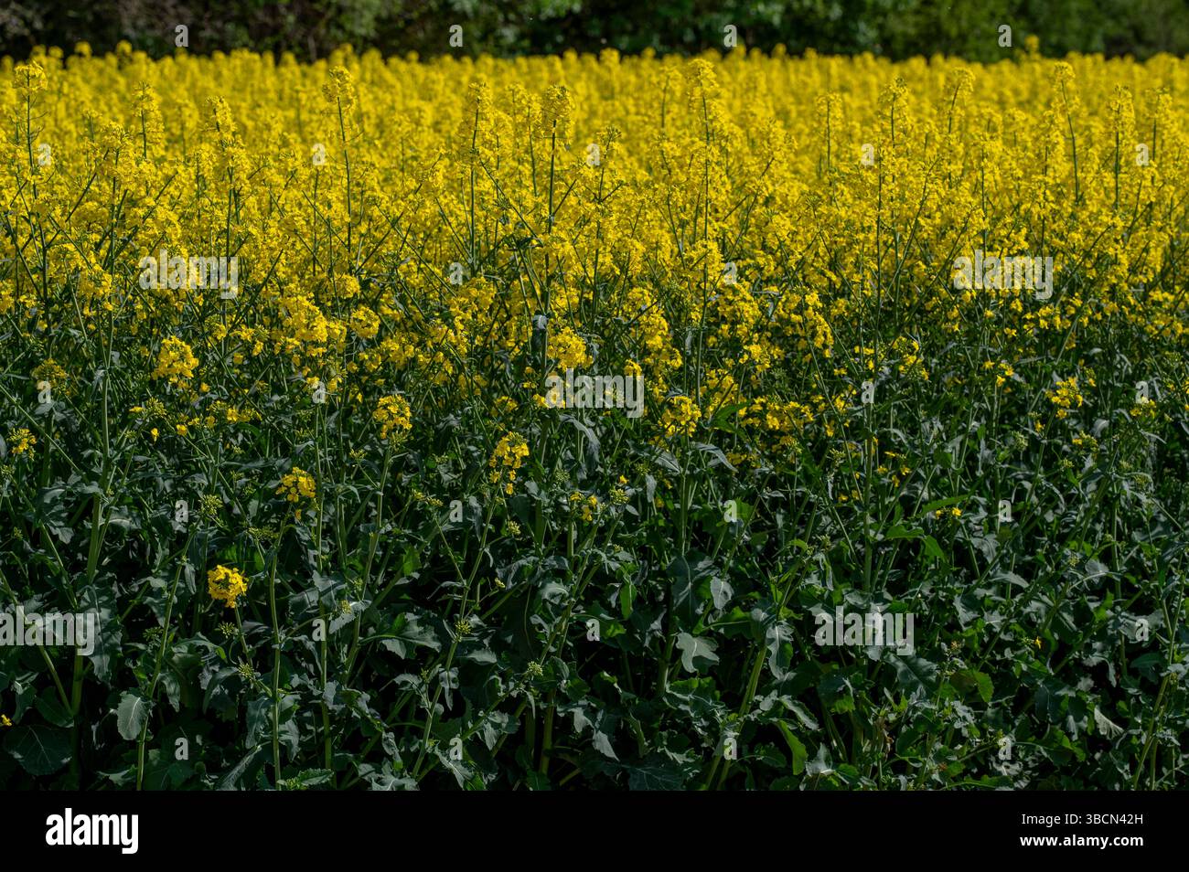 Fiori gialli di Brassica napus. Colza, colza o colza in fiore. Foto Stock