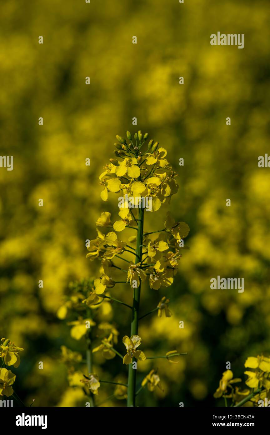 Fiori gialli di Brassica napus. Colza, colza o colza in fiore. Foto Stock