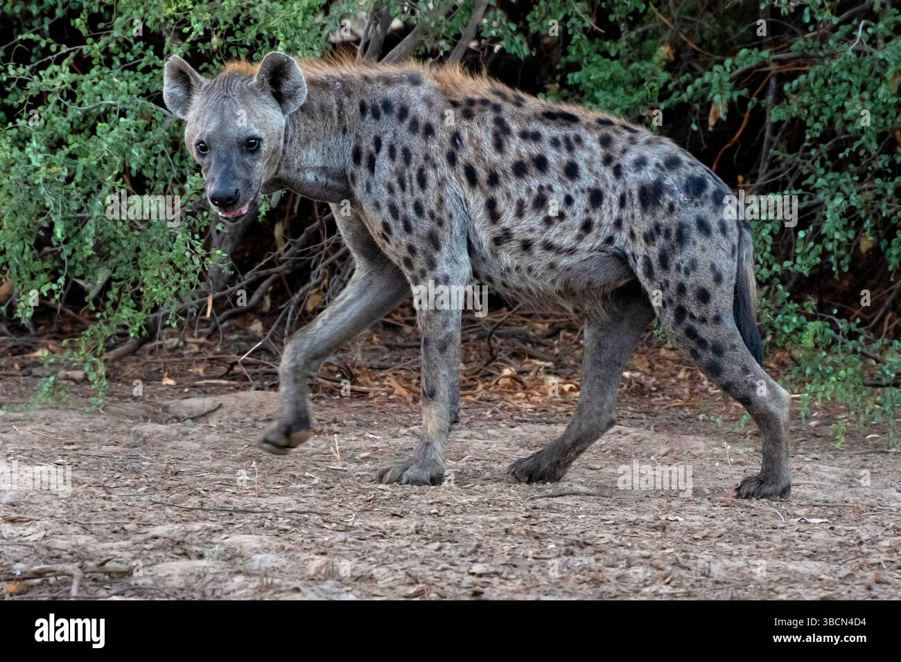 La iena maculata (Crocuta crocuta), conosciuta anche come la iena che ride, Zakouma National Park, Ciad. Foto Stock
