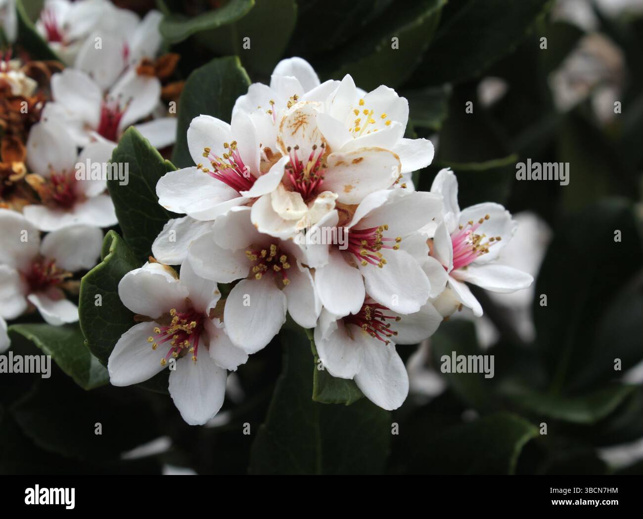 Fiori bianchi su una pianta di biancospino indiano (raphiolepis indica) in un giardino Foto Stock