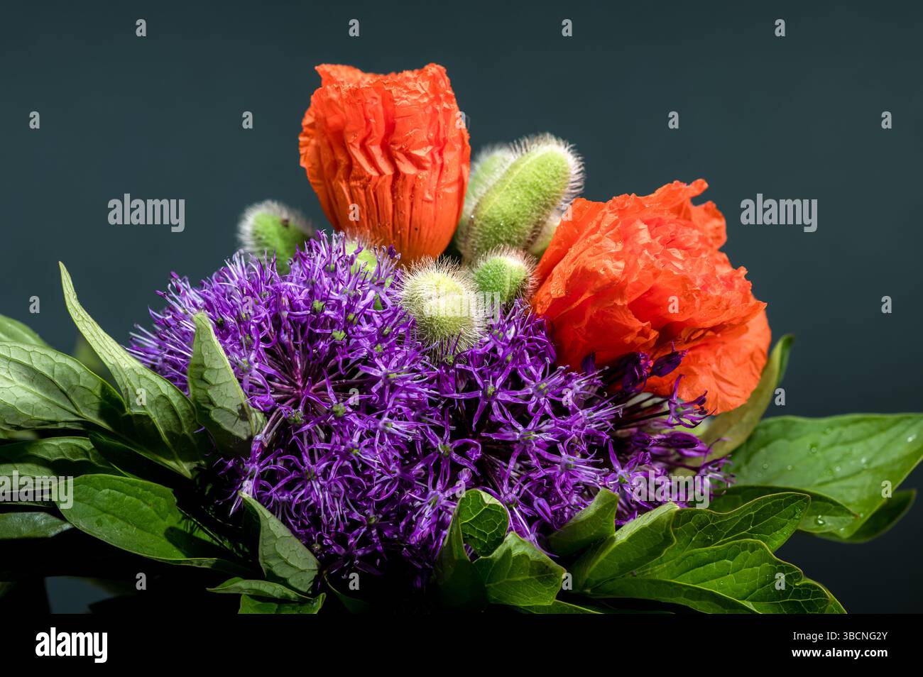 Un primo piano colorato di una composizione floreale con fiori di Allium viola, tulipani arancioni e Cardo piccante su sfondo scuro Foto Stock