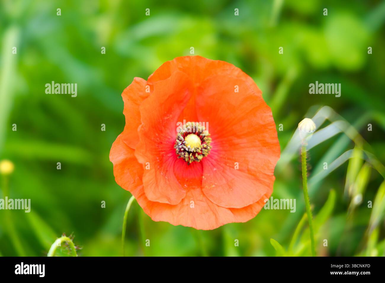 Primo piano di un vivace papavero rosso-arancio (Papaver dubium), 'Rosella', con delicati petali e un centro scuro, su un morbido sfondo verde. Foto Stock