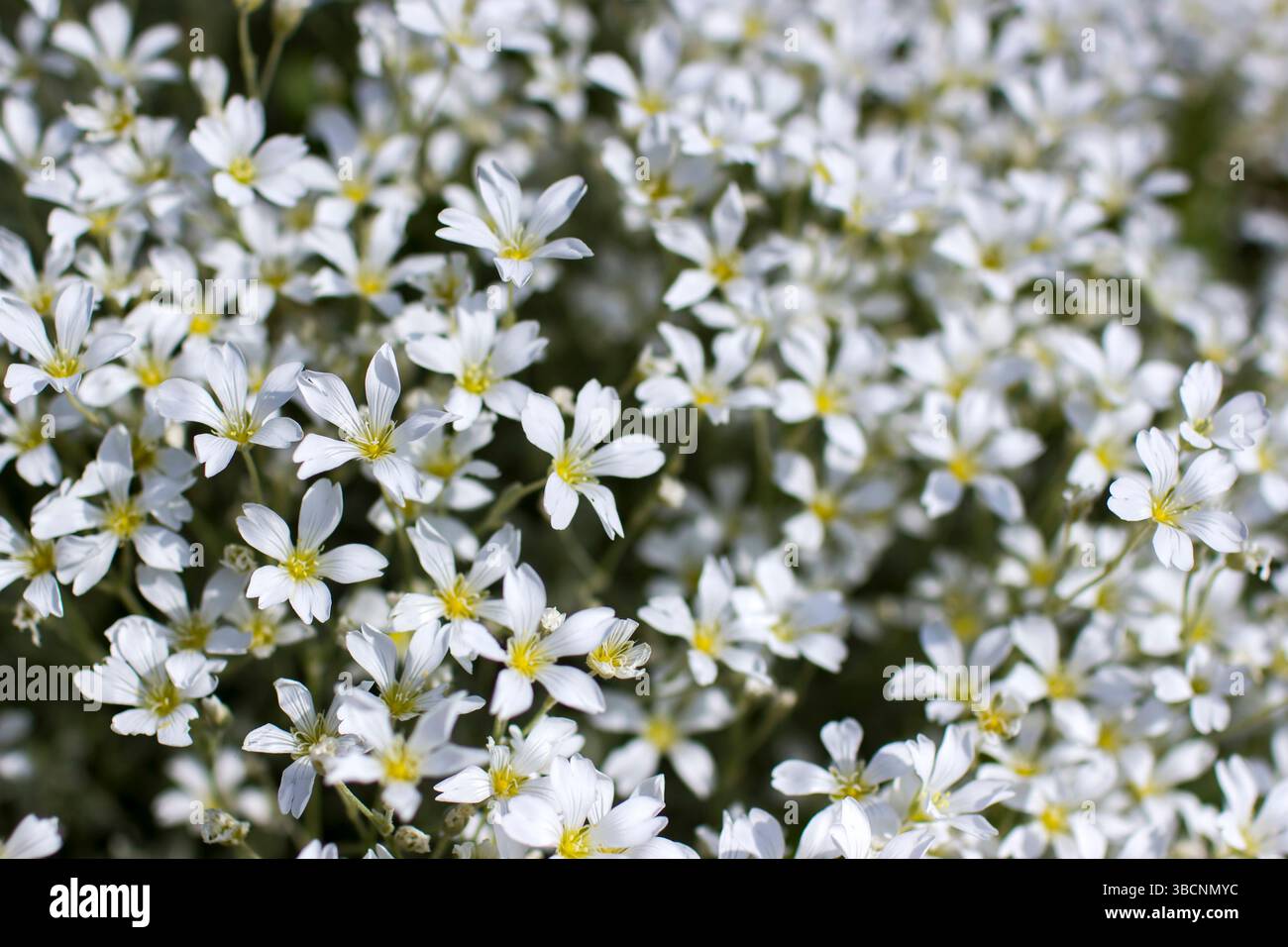 piccoli fiori bianchi in giardino, foto a fuoco morbido Foto Stock