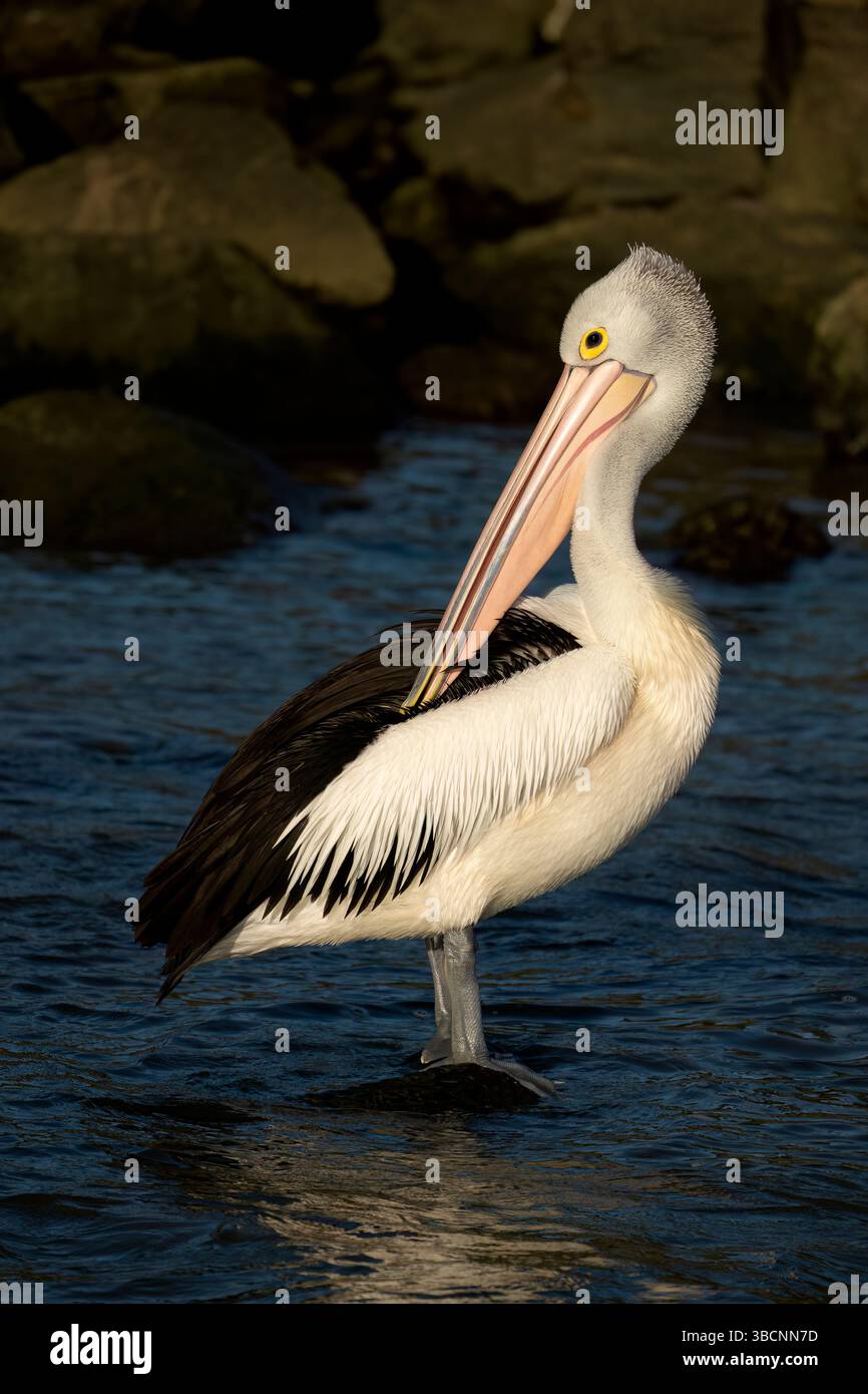 Il pellicano australiano (Pelecanus conspicillatus) è un grande uccello d'acqua noto per il suo enorme becco e la borsa, utilizzati per raccogliere il pesce. Foto Stock