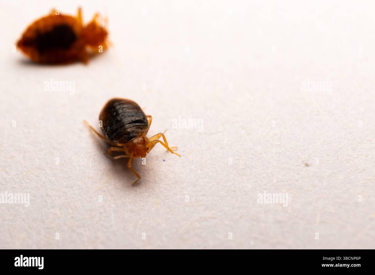 Foto ravvicinata delle cimici Foto Stock