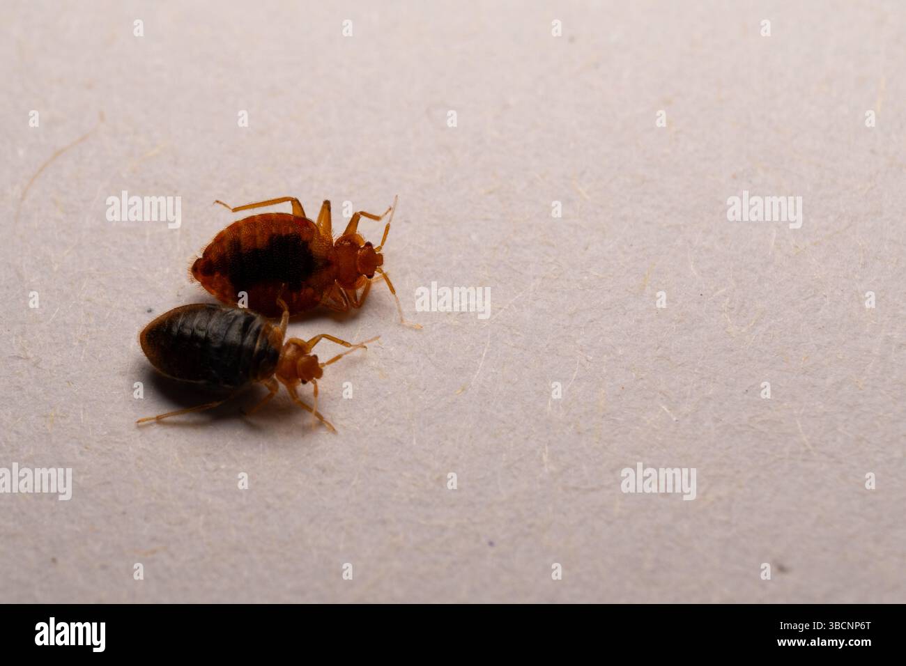 Foto ravvicinata delle cimici Foto Stock