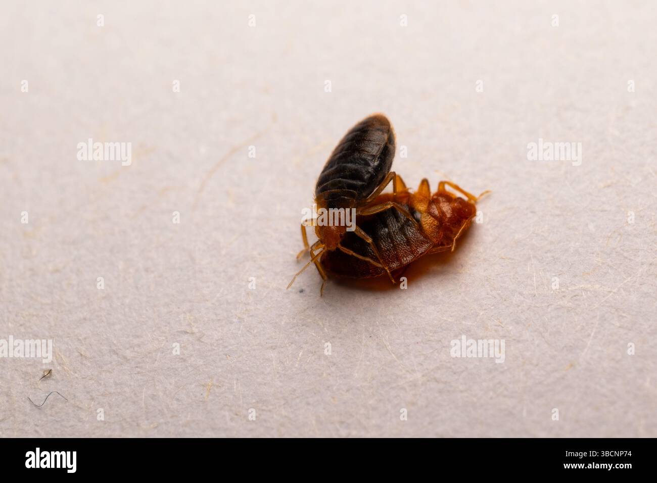 Foto ravvicinata delle cimici Foto Stock