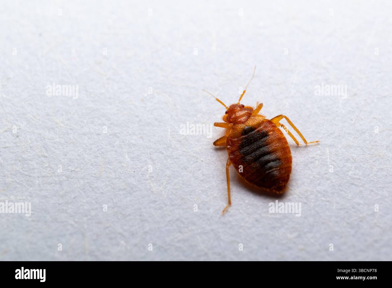 Foto ravvicinata delle cimici Foto Stock