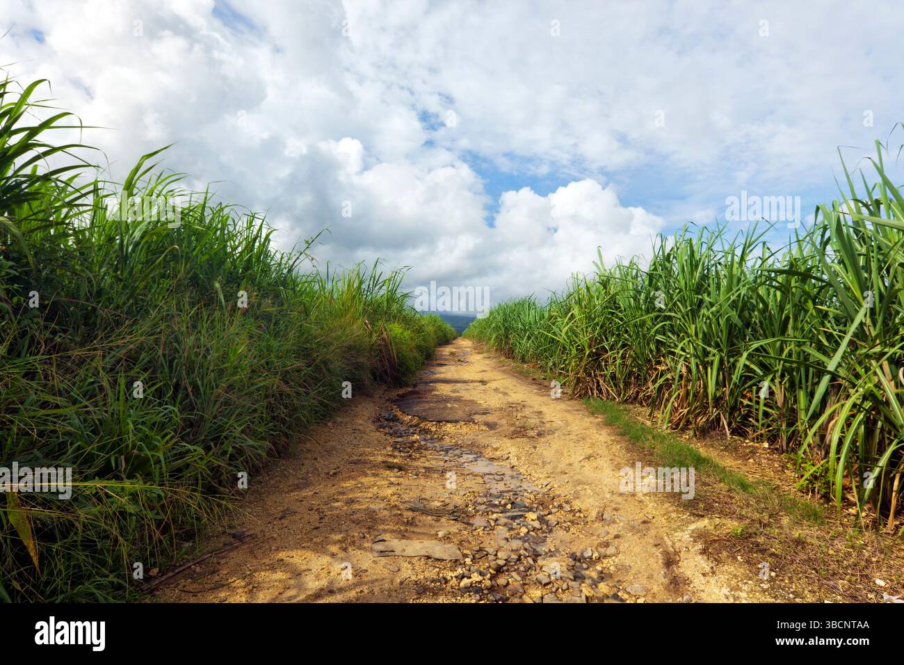 Strada sterrata attraverso la piantagione di canna da zucchero a Guadalupa Foto Stock