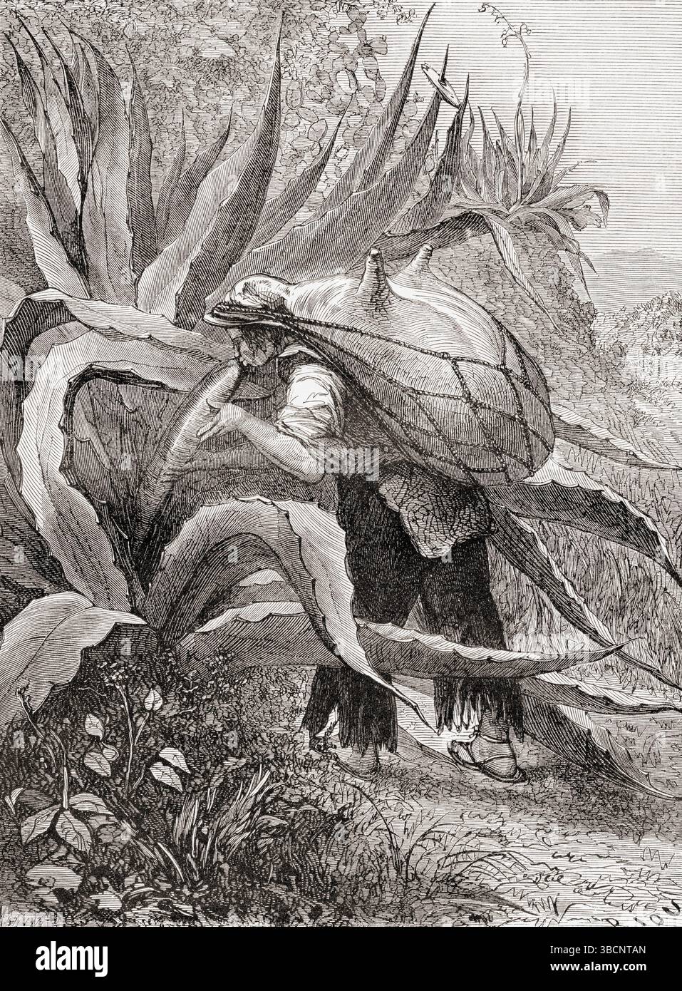 Raccolta di agave americana, nota anche come Century Plant, maguey o aloe americana, per la produzione di polpa, xix secolo. Da Voyage to Mexico di M.E. Vigneaux, 1854-1855. Apparso in le Tour du Monde, pubblicato nel 1862. Foto Stock