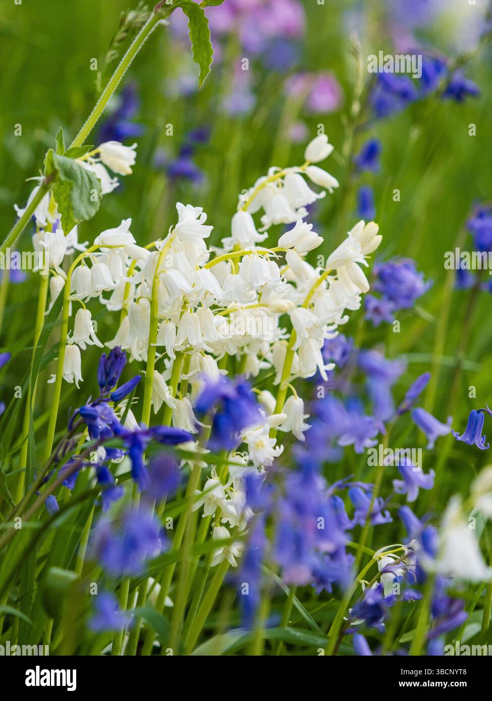 Forma bianca del bluebell nativo inglese, Hyacinthoides non-scripta 'Alba' in un mare di forme blu sfocate Foto Stock