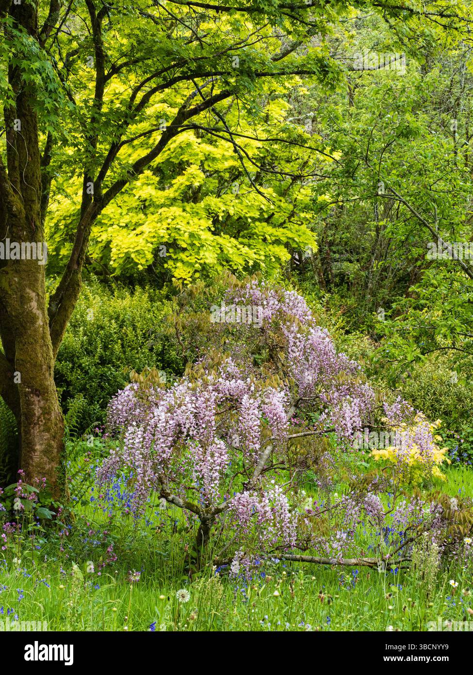 Giardino primaverile con Wisteria floribunda 'Rosea' ina prato, Acer shirasawanum 'Aureum' sullo sfondo Foto Stock