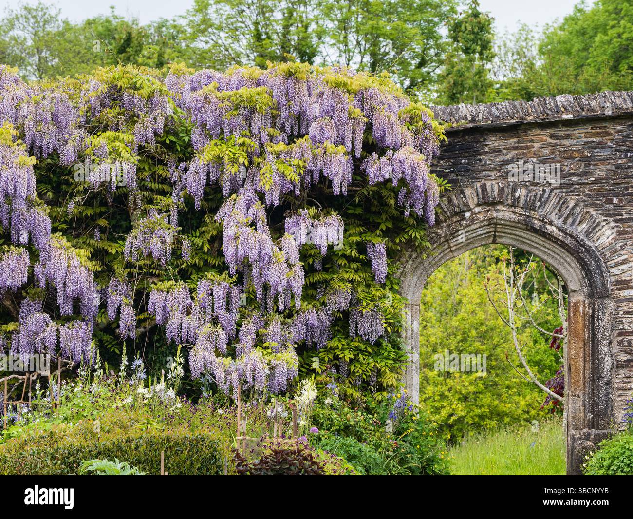 Wisteria floribunda presso il cancello inferiore del giardino murato presso la Garden House, Devon, Regno Unito Foto Stock