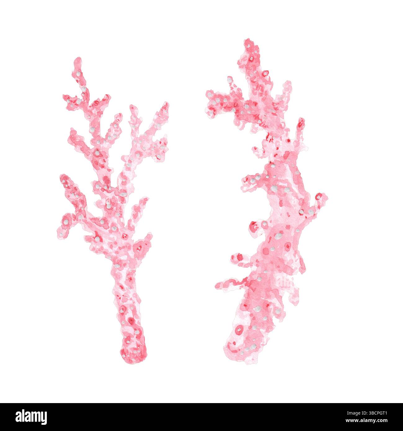 Due oggetti isolati in corallo rosa. Bioma della barriera corallina. Elementi clipart Ocean Life per acquario. Illustrazione ad acquerello disegnata a mano. Per le cartoline, bastoni Foto Stock