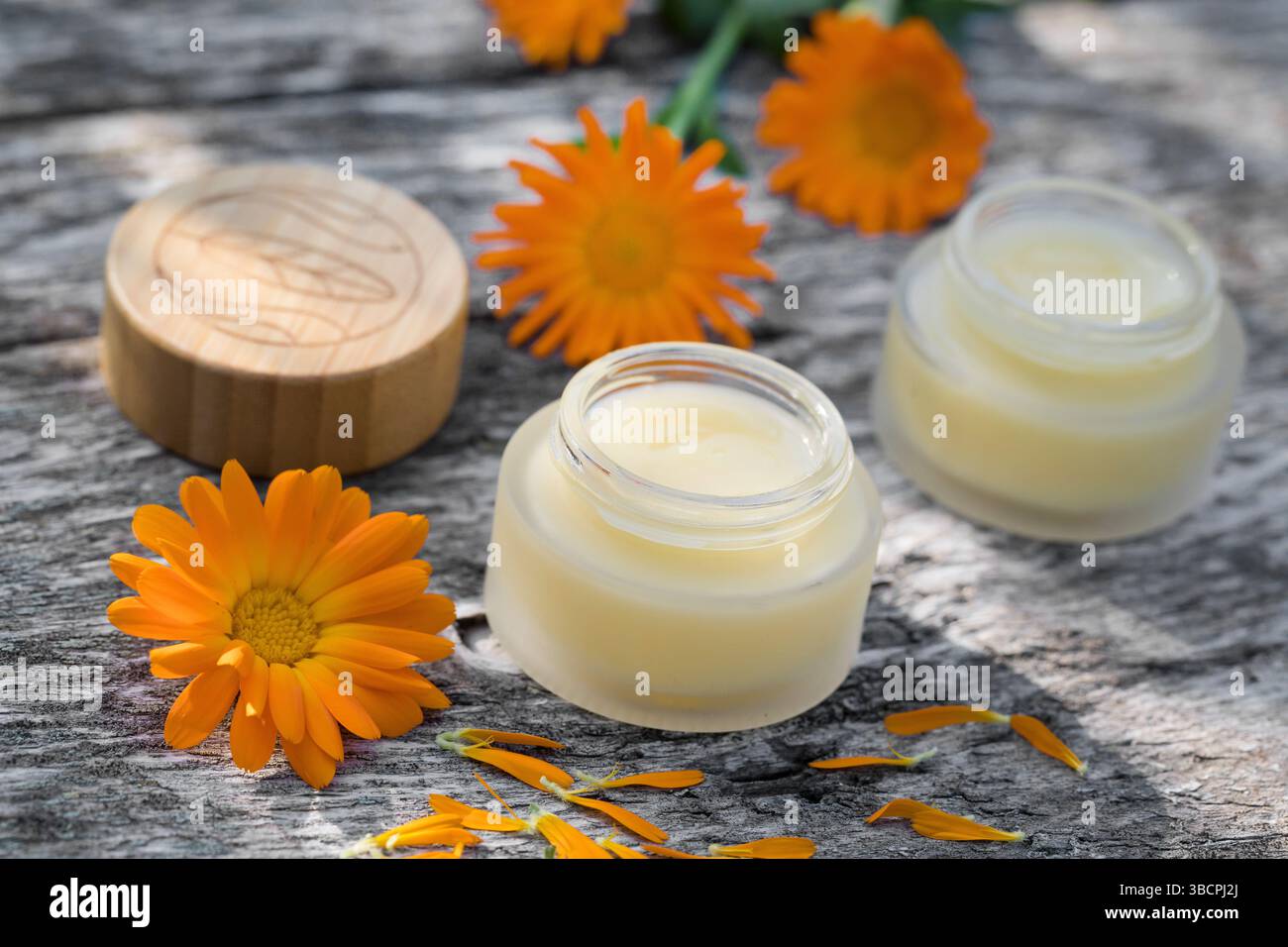 Calendula da giardino, calendula da vaso, calendula comune, cornetti, oro di Maria, calendula (Calendula officinalis), unguento fatto in casa a base di marigol Foto Stock