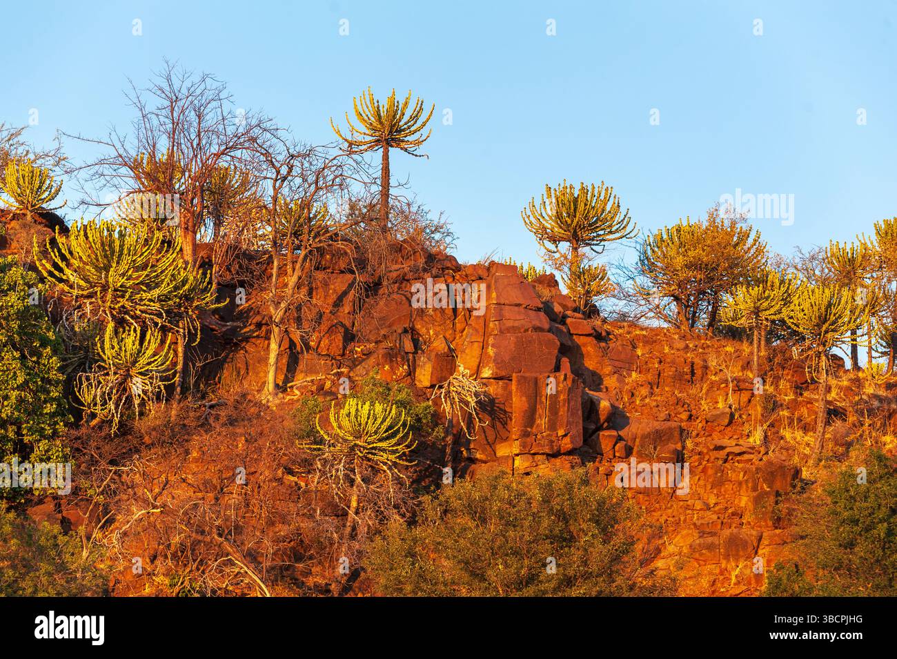 Candelabra minore, Transvaal Candelabra Tree (Euphorbia cooperi), scogliera coperta da candelabra euphorbia., Botswana, Mashatu Game Reserve Foto Stock