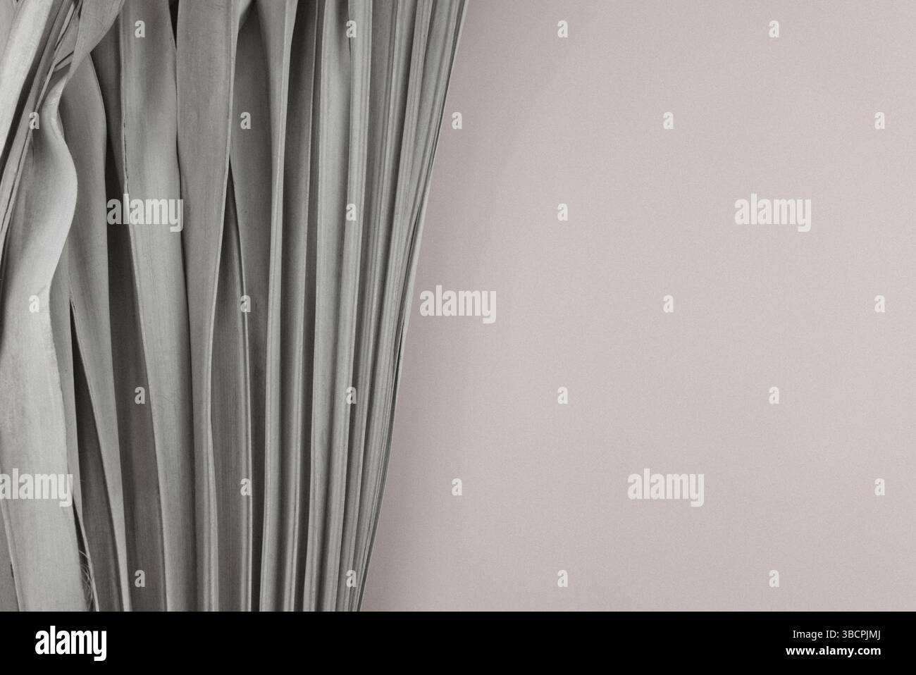 Lasciare la foglia di palma asciutta in piano al centro, accanto a sfondo rosa, rosso scuro o piccante. Rumore, granuloso. Spazio libero per la progettazione. Estate, prodotti o cosmetici Foto Stock