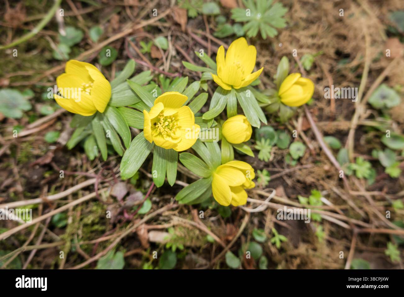 Aconitum invernale (Eranthis hyemalis), fioritura, Germania Foto Stock