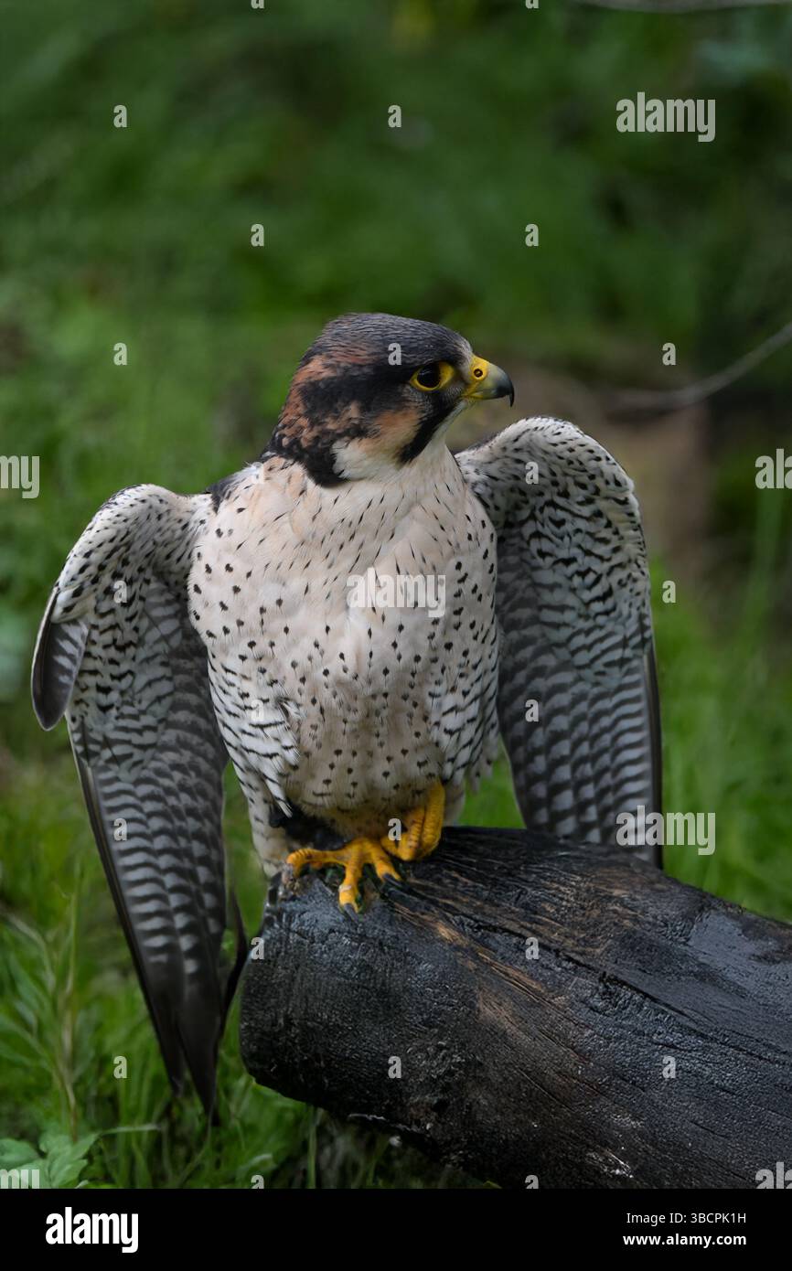 Falco pellegrino Foto Stock
