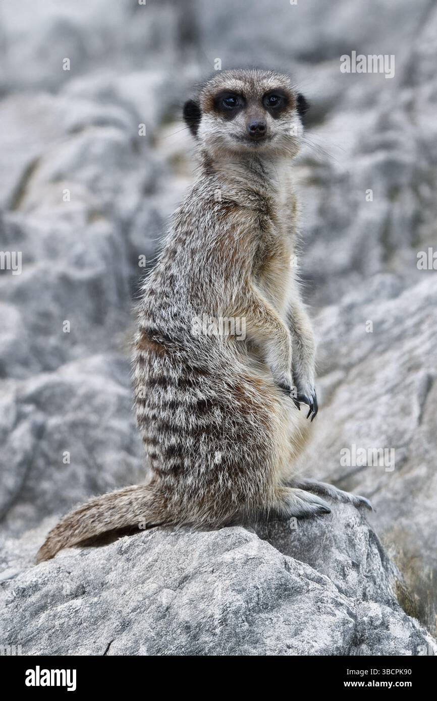 Meerkat sulle rocce Foto Stock