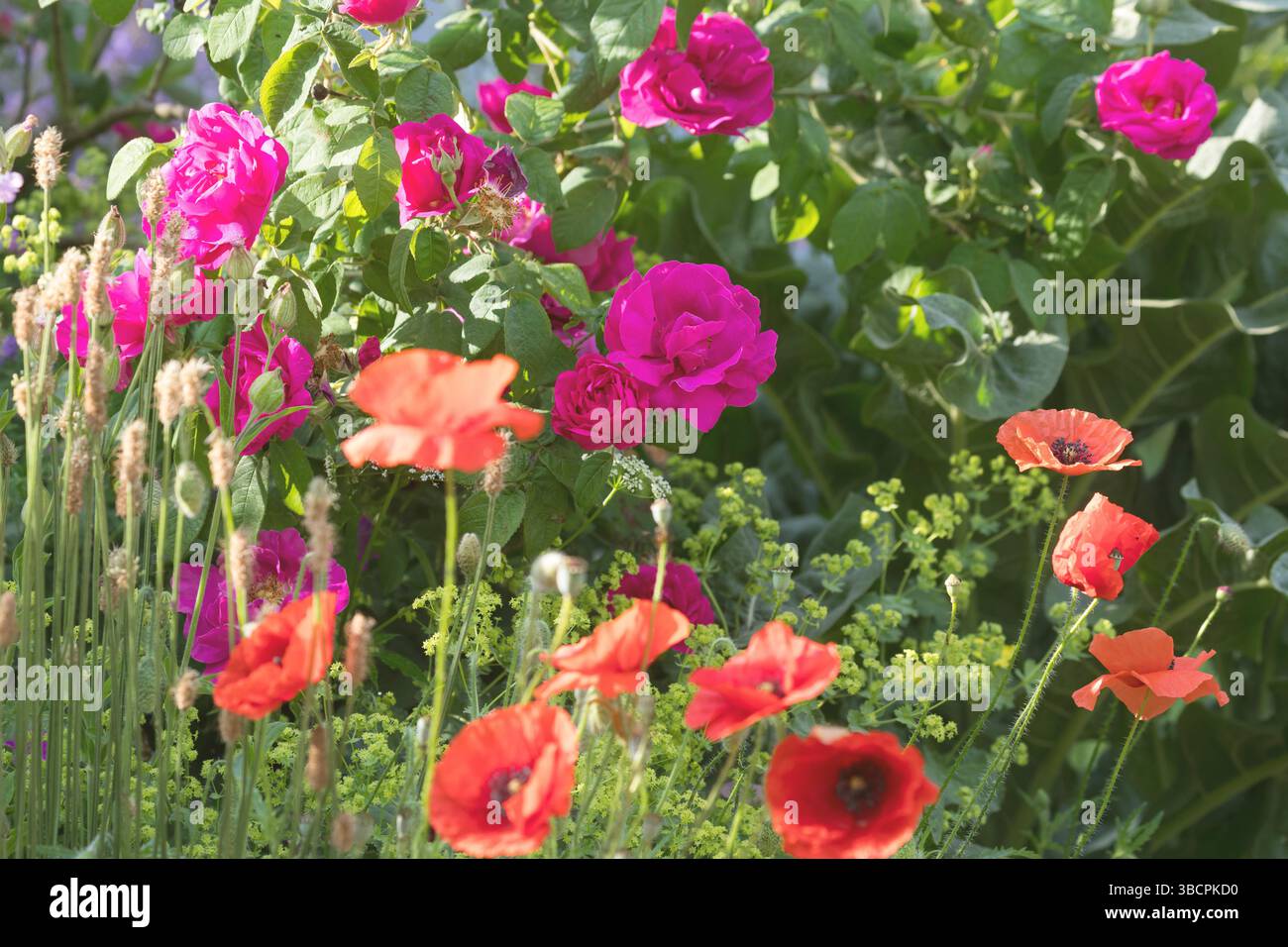 Rosa dell'Apothecary (Rosa gallica 'Officinalis', Rosa gallica officinalis, Rosa officinalis), fiorita nel giardino naturale, papavero in primo piano Foto Stock