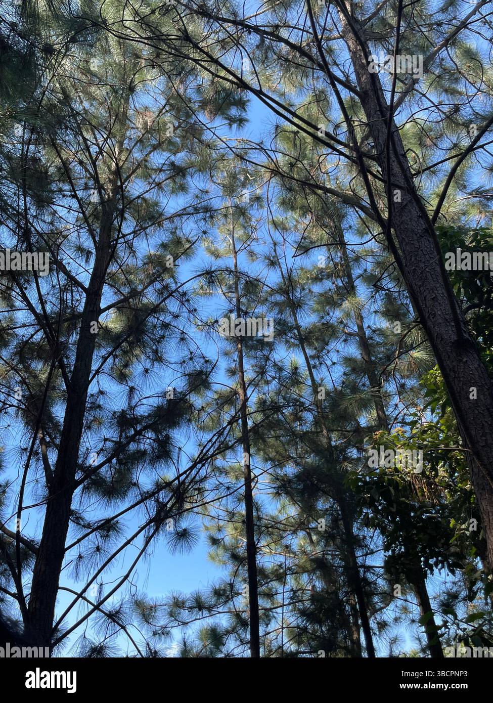 Casuarina equisetifolia, il grazioso Pino di Whistling, aggiunge fascino costiero ed eleganza che filtra il vento, ideale per il paesaggio e il controllo dell'erosione. - Immagine stock catturata con smartphone