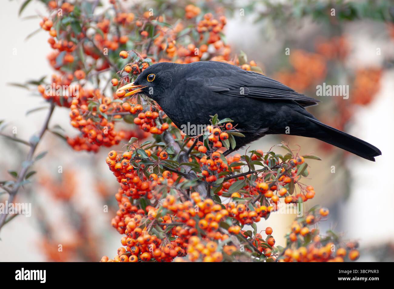 Uccelli neri europei con frutti di bosco Foto Stock