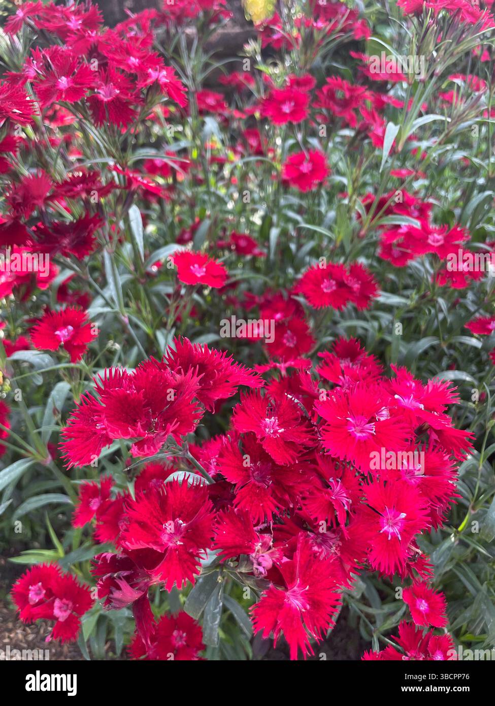 Dianthus chinensis, o China Pink, incanta con i suoi vivaci petali e la fragranza speziata, perfetta per i vivaci bordi, i contenitori e il fascino del giardino. - Immagine stock catturata con smartphone