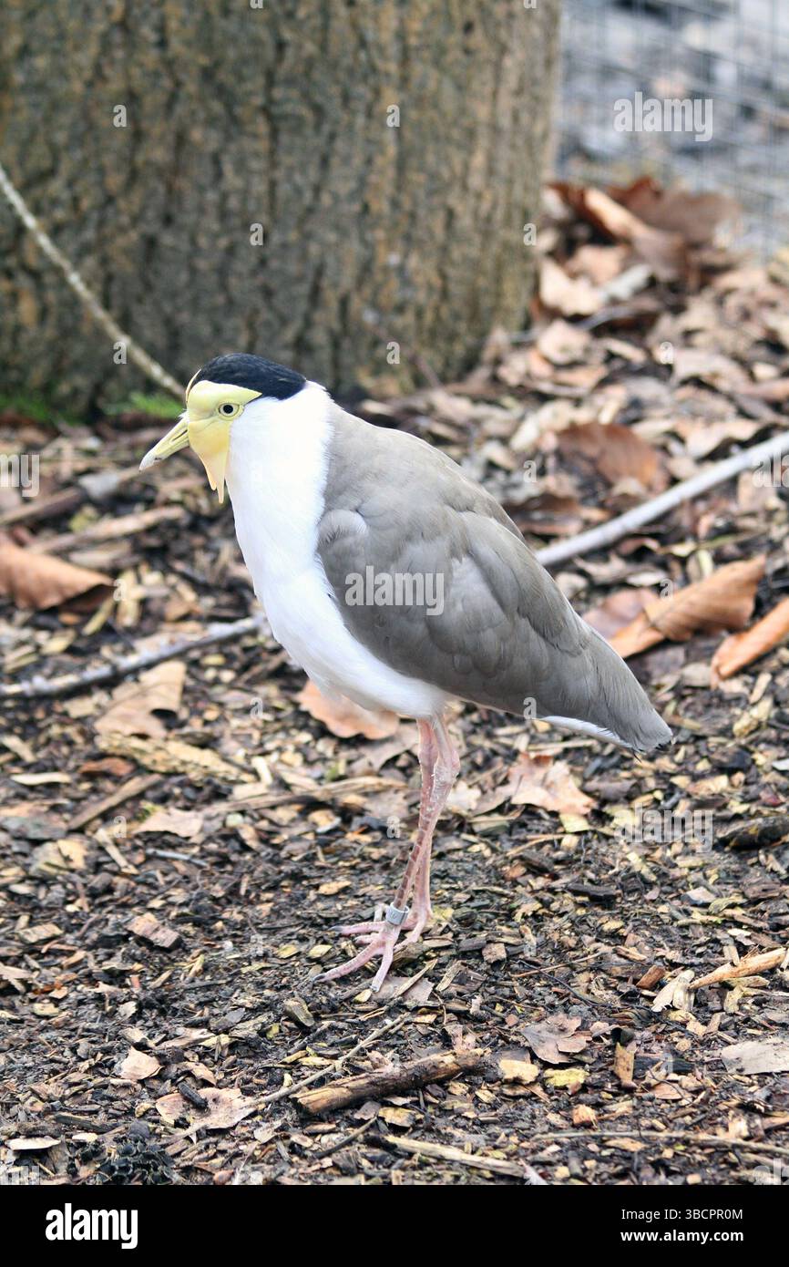 Uccellino mascherato - Vanellus Miles come un bell'uccello esotico Foto Stock