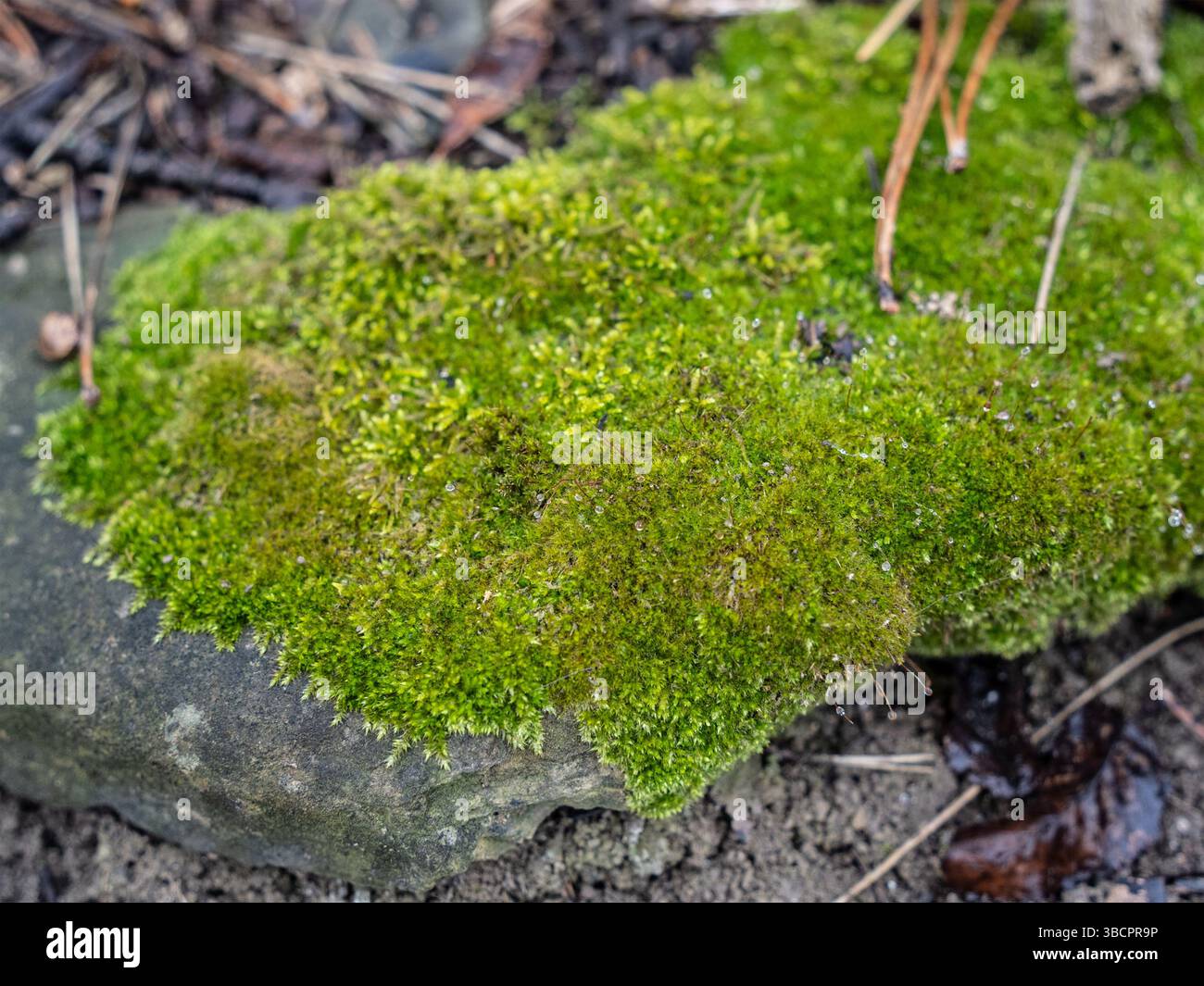 Muschio verde rigoglioso che cresce su una superficie ruvida di terreno e frammenti rotti nella foresta Foto Stock