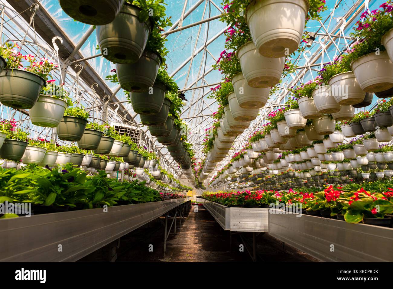 File simmetriche di vivaci vasi sospesi e piante fiorite all'interno di una serra commerciale illuminata dal sole con un tetto di colore blu. Foto Stock