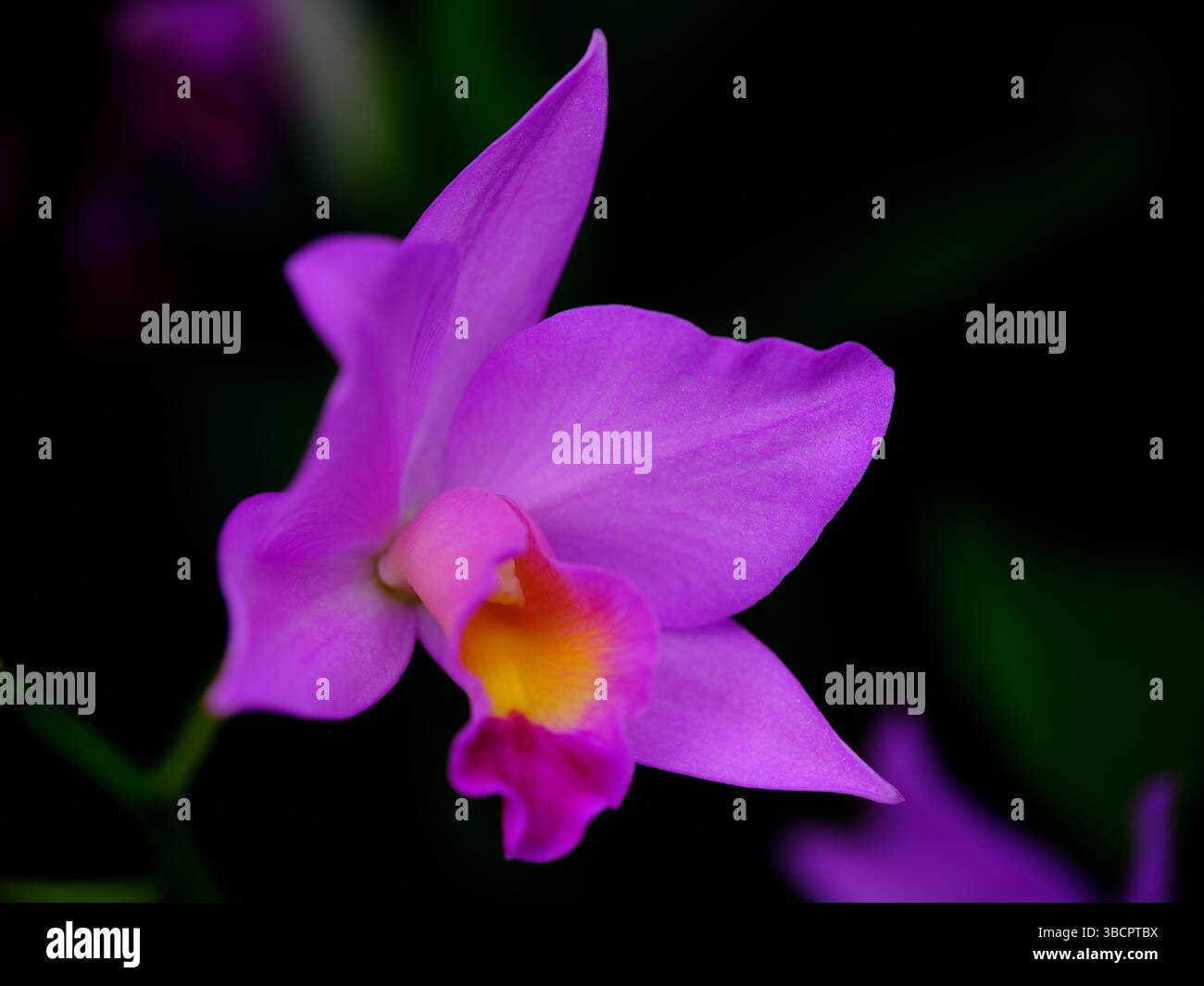 Vibrante orchidea viola fiorisce in un lussureggiante giardino durante le ore diurne Foto Stock