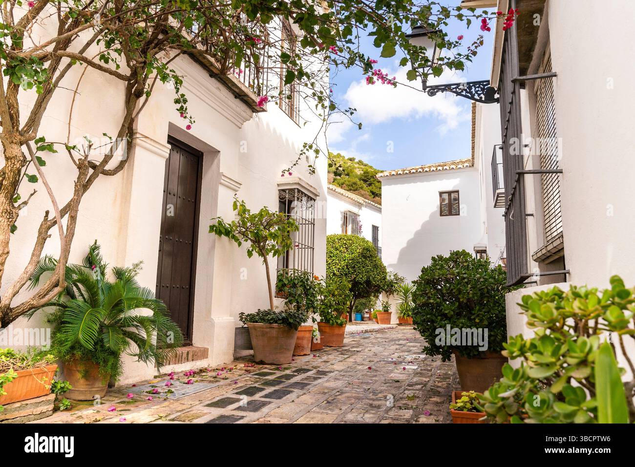 Piante sulle strade di fronte alle case bianche a Mijas, Malaga - Spagna Foto Stock