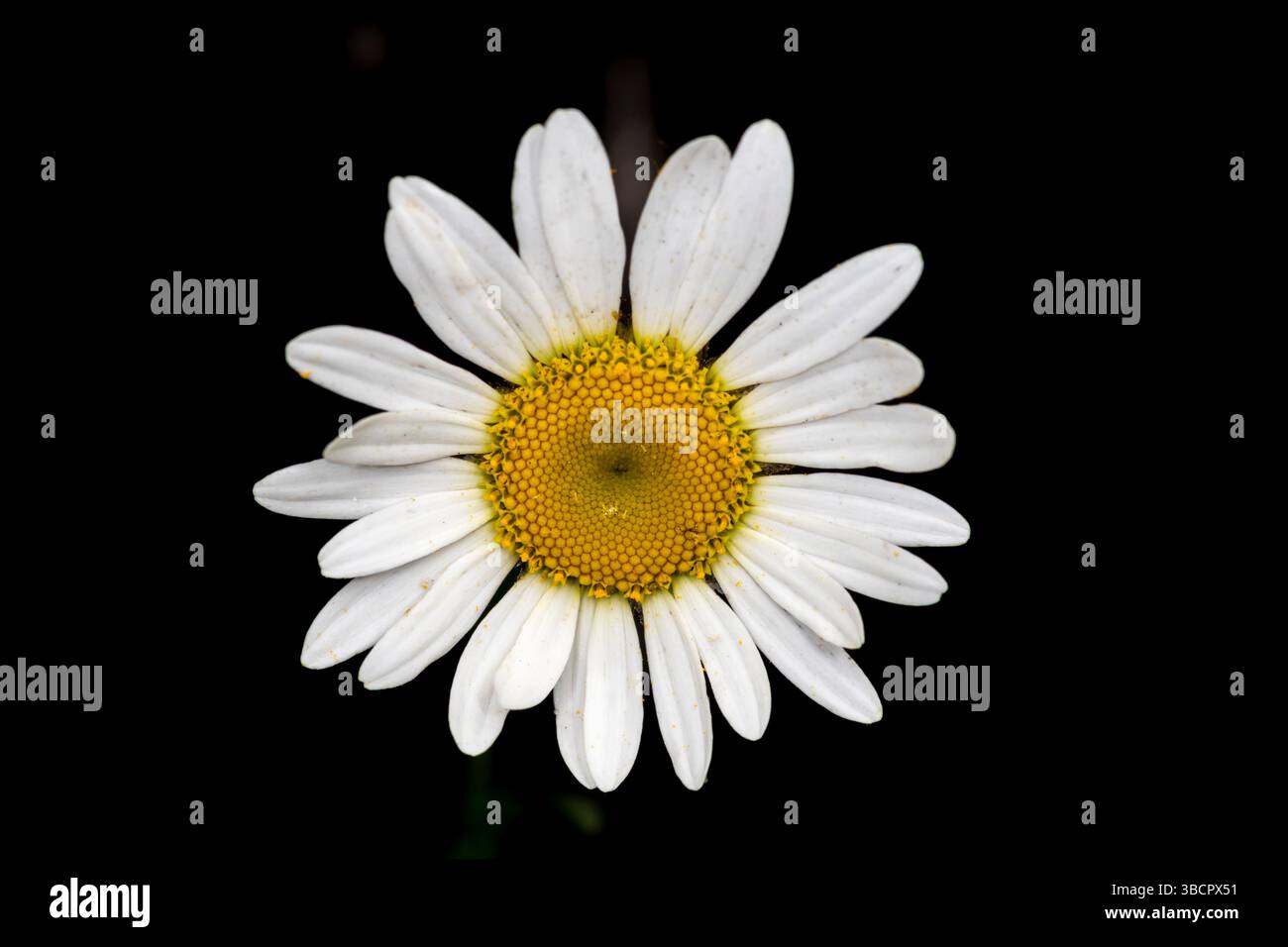 Primo piano di un fiore a margherita di occhio di bue, Leucanthemum vulgare, su sfondo nero. Foto Stock
