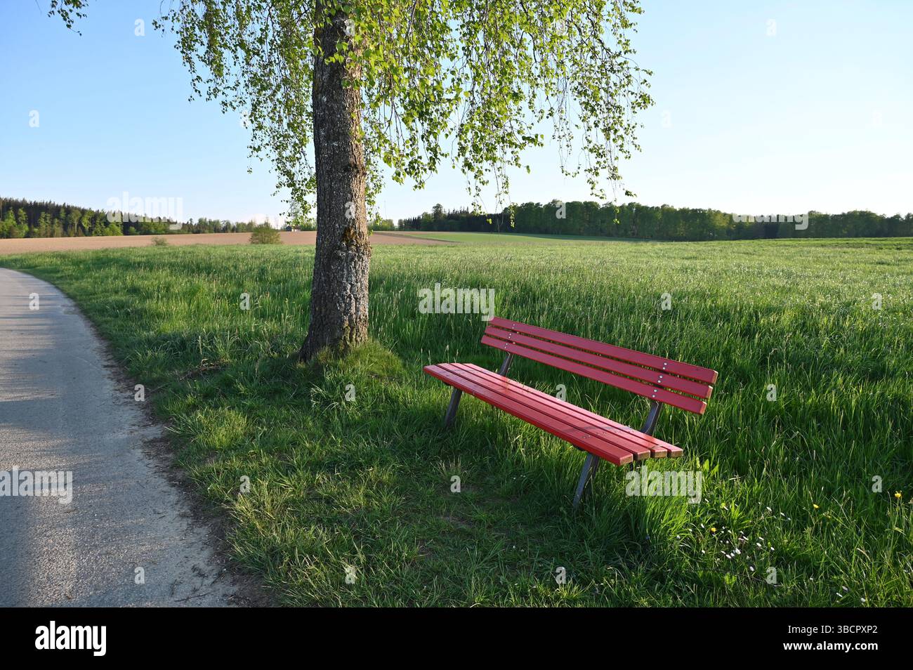 Un ambiente sereno e tranquillo illuminato dal sole con il cielo blu, un prato verde e una panchina rossa in una bella giornata estiva nel villaggio bavarese di Birkach, in Baviera Foto Stock