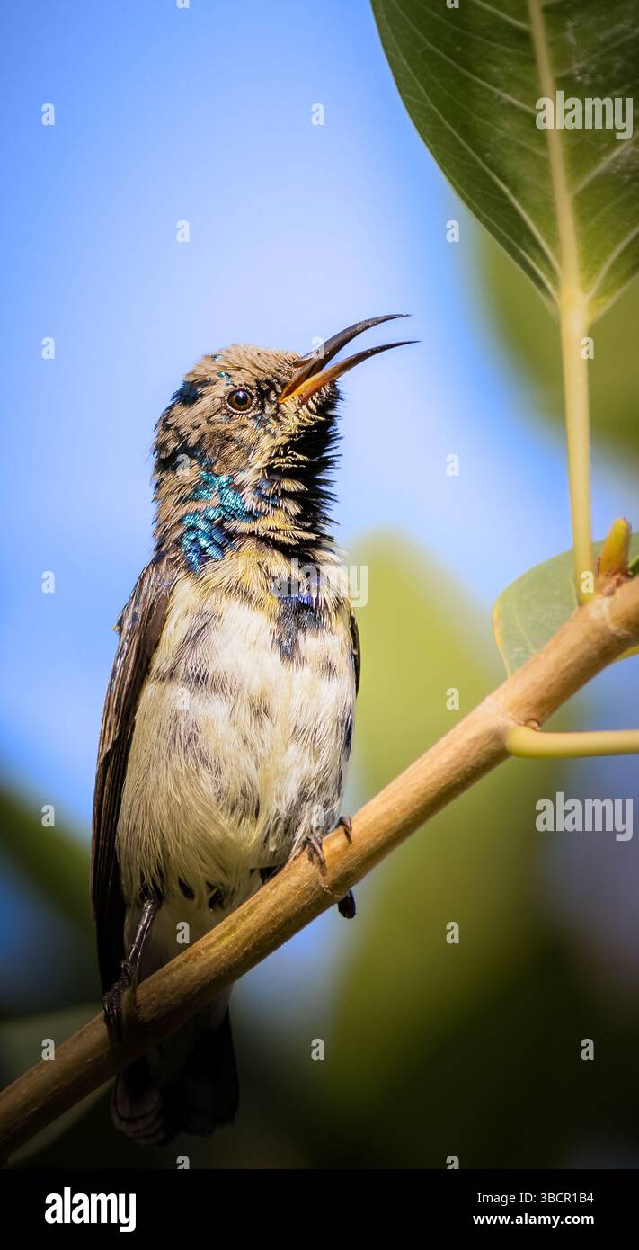 Vibrante colibrì arroccato su un ramo, catturato a metà canzone contro un cielo azzurro. L'immagine evidenzia i dettagli intricati dell'uccello. Foto Stock