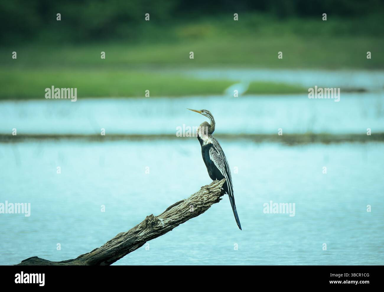 Uccello Oriental Darter (Anhinga melanogaster) arroccato su un tronco parzialmente sommerso in acqua. L'uccello è mostrato nel suo habitat naturale, la pesca. Foto Stock